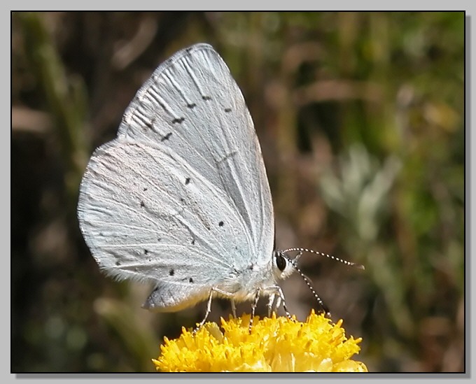 Celastrina argiolus e Polyommatus icarus